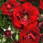 Rose de Fleurie