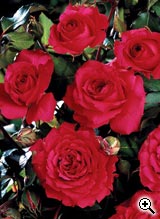 Rosier à Fleurs Groupées Rose de Tavel