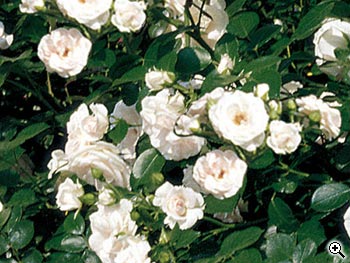 Rosier Paysager Aspirin Rose