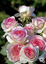 Rosier à Grandes Fleurs Boréale