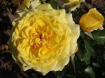 Rosier à Grandes Fleurs La Rotonde