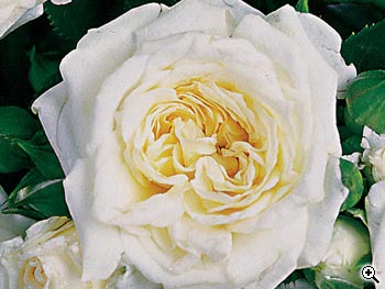 Rosier Miniature Little White