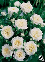 Rosier Miniature Little White