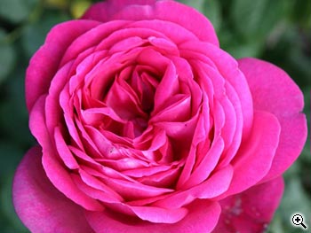 Rosier à Grandes Fleurs Parfum de Honfleur