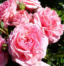 Rosier à Fleurs Groupées Princesse Gabriella de Monaco