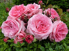 Rosier à Fleurs Groupées Princesse Gabriella de Monaco