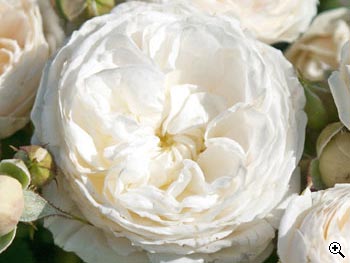 Rosier à Grandes Fleurs Ragtime