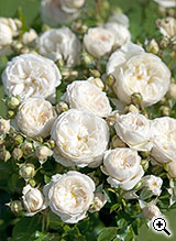 Rosier à Grandes Fleurs Ragtime