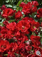 Rosier Paysager Red Mirato