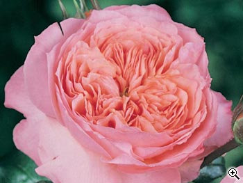 Rosier à Grandes Fleurs Rose de Cornouaille