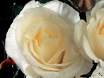 Rosier à Grandes Fleurs Thérèse de Lisieux