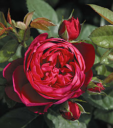 Rosier à Grandes Fleurs Trocadéro